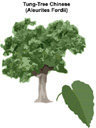 arbre Tung
